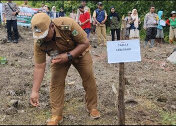 Kades Sabbang Paru Pinrang Dukung Penanaman Jagung: Manfaat Besar Bagi Petani