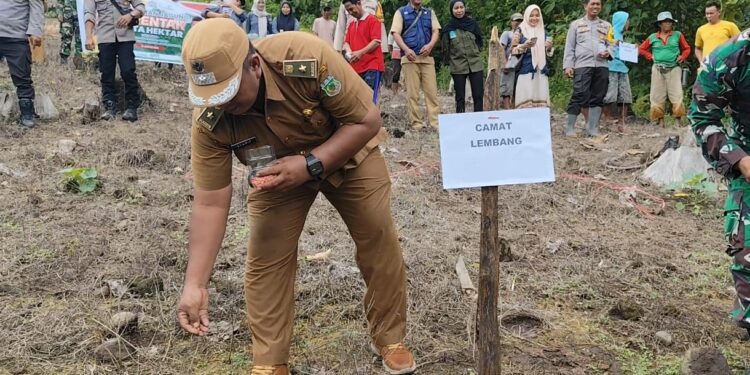 Kades Sabbang Paru Pinrang Dukung Penanaman Jagung: Manfaat Besar Bagi Petani
