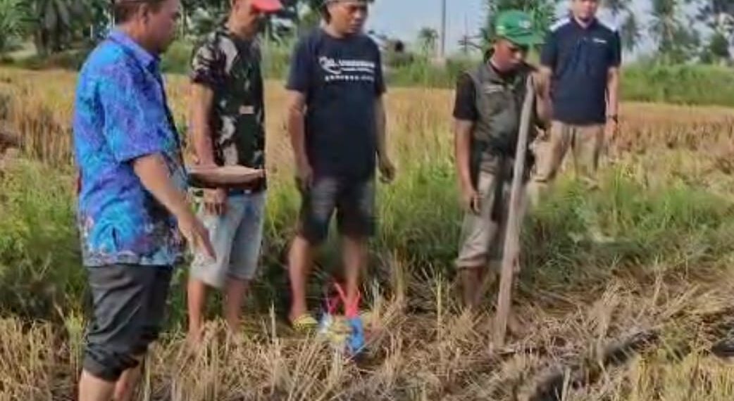 ‎Lestarikan Kearifan Lokal: Petani Marannu Gelar Mappalili, Panjatkan Doa Anti-Hama