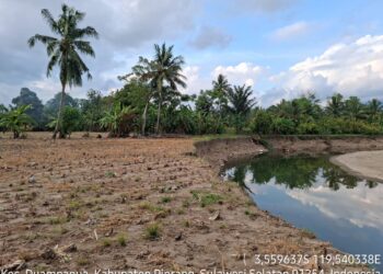 Abrasi Sungai Ancam Kebun dan Sawah Warga Desa Bungi
